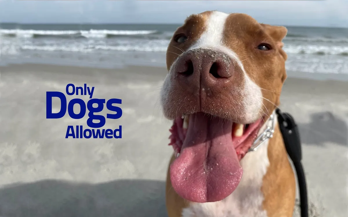A close-up of a happy dog's face with a beach background and the text 'Only Dogs Allowed.' The mood is joyful, reinforcing the pet-friendly vibe and proximity to the beach.